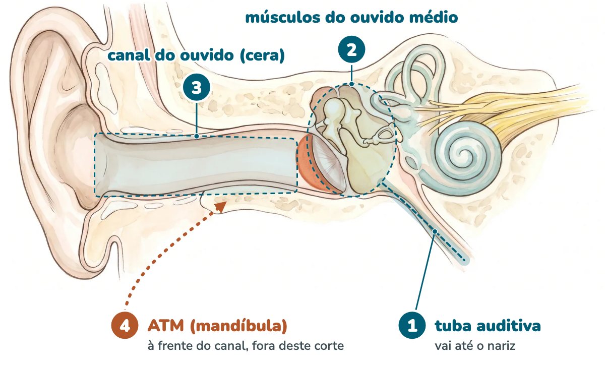 Ilustração da orelha em corte com quatro pontos numerados: a tuba auditiva descendo do ouvido médio em direção ao nariz, o ouvido médio onde ficam os pequenos músculos, o canal do ouvido onde a cera se acumula e, fora do corte, uma seta pontilhada em terracota indicando a articulação da mandíbula logo à frente do canal