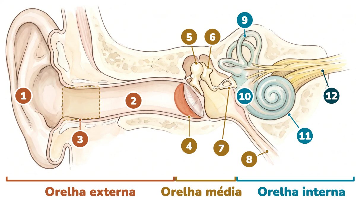 Ilustração da orelha em corte com 12 partes numeradas: na orelha externa, o pavilhão, o canal do ouvido e a parte do canal que produz cera; na orelha média, o tímpano, o martelo, a bigorna, o estribo e a tuba auditiva; na orelha interna, os canais semicirculares, o vestíbulo e a cóclea; e o nervo auditivo